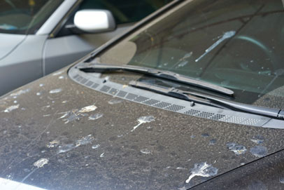 bird poop on car damage paint