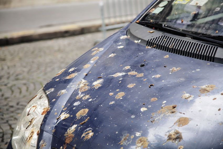 bird-poop-on-car-how-to-remove-recover-paint-damage