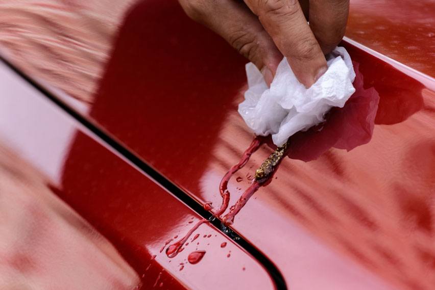 Wipe clean a car dirty bird feces
